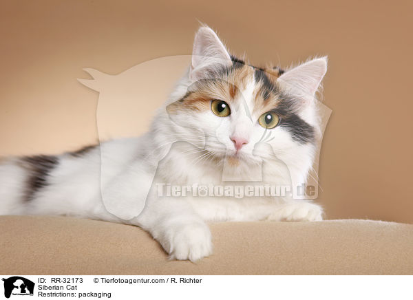 Siberian Cat / RR-32173