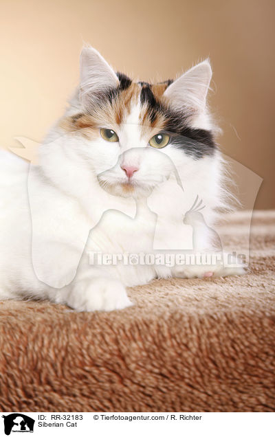 Sibirische Katze / Siberian Cat / RR-32183