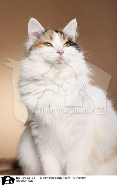 Siberian Cat / RR-32195