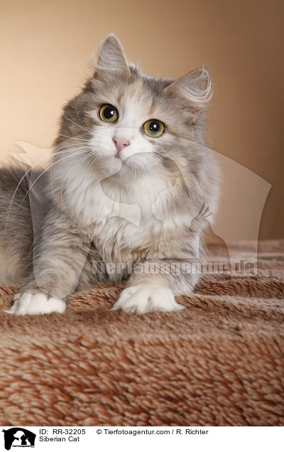 Sibirische Katze / Siberian Cat / RR-32205