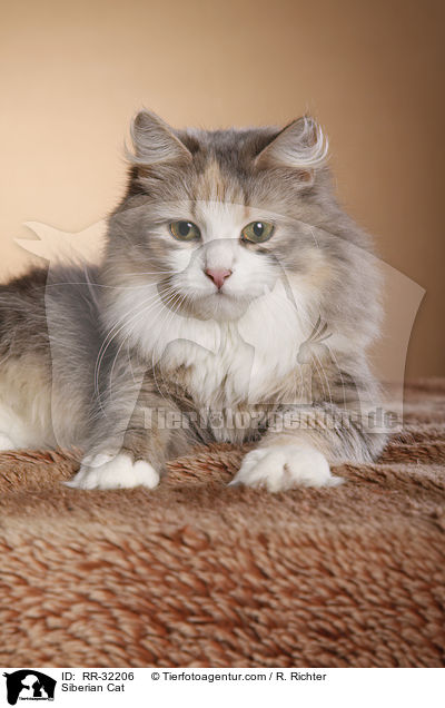 Sibirische Katze / Siberian Cat / RR-32206