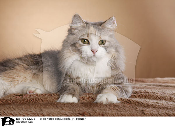 Sibirische Katze / Siberian Cat / RR-32208