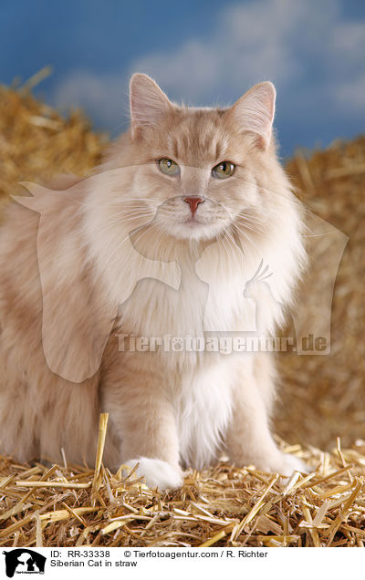 Sibirische Katze im Stroh / Siberian Cat in straw / RR-33338