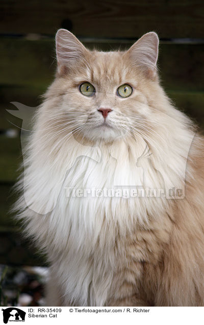 Sibirische Katze / Siberian Cat / RR-35409