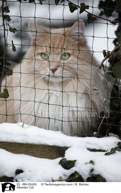 Sibirische Katze / Siberian Cat / RR-35426