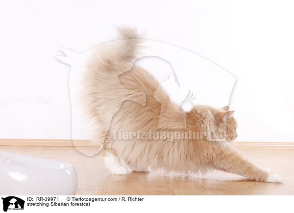 Sibirische Waldkatze streckt sich / stretching Siberian forestcat / RR-39971