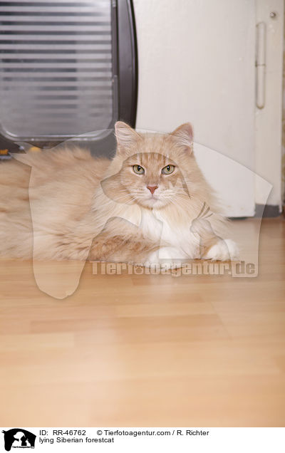 liegende Sibirische Katze / lying Siberian forestcat / RR-46762