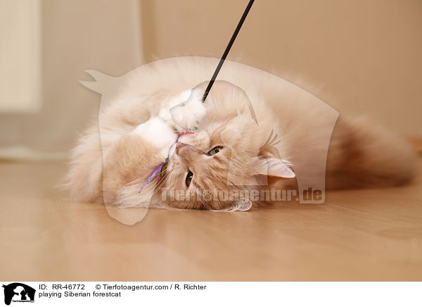 spielende Sibirische Katze / playing Siberian forestcat / RR-46772