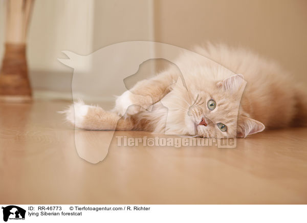liegende Sibirische Katze / lying Siberian forestcat / RR-46773
