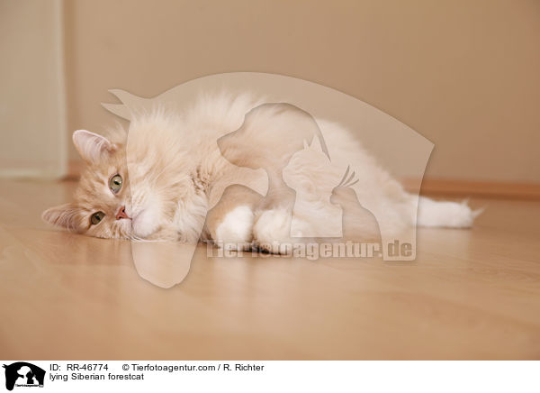 liegende Sibirische Katze / lying Siberian forestcat / RR-46774