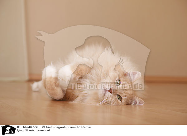 liegende Sibirische Katze / lying Siberian forestcat / RR-46779