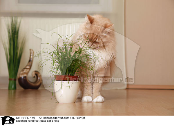 Sibirische Katze frisst Gras / Siberian forestcat eats cat grass / RR-47470