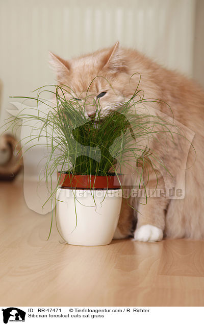 Sibirische Katze frisst Gras / Siberian forestcat eats cat grass / RR-47471