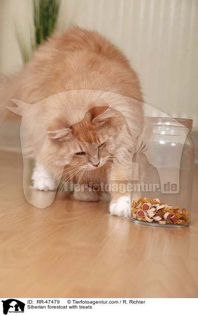 Sibirische Katze mit Leckerlis / Siberian forestcat with treats / RR-47479