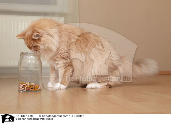 Sibirische Katze mit Leckerlis / Siberian forestcat with treats / RR-47480