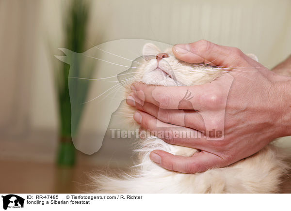 Sibirische Katze wird gestreichelt / fondling a Siberian forestcat / RR-47485