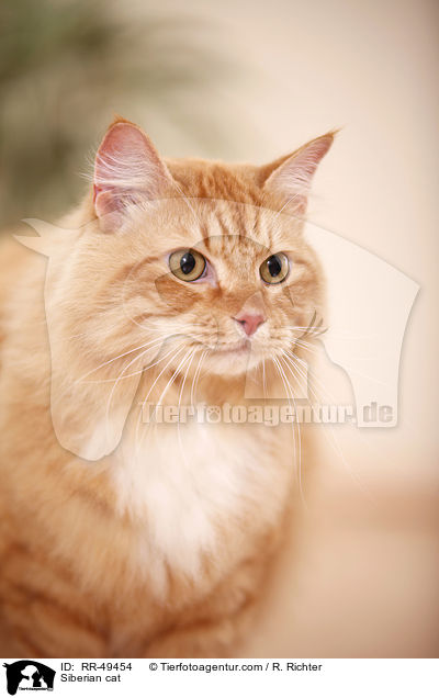Siberian cat / RR-49454