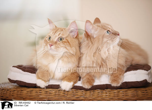 Siberian Cat / RR-49462