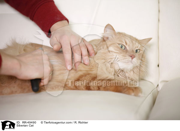 Sibirische Katze / Siberian Cat / RR-49490