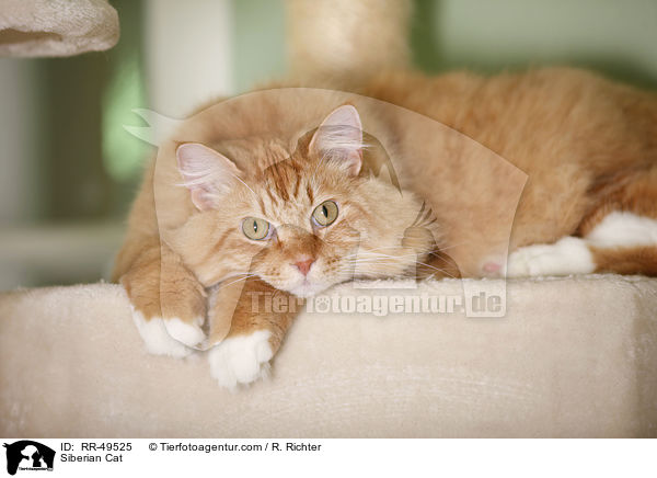 Sibirische Katze / Siberian Cat / RR-49525