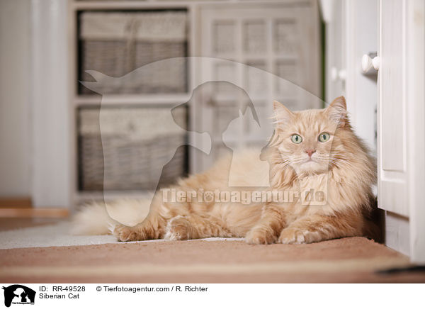 Siberian Cat / RR-49528