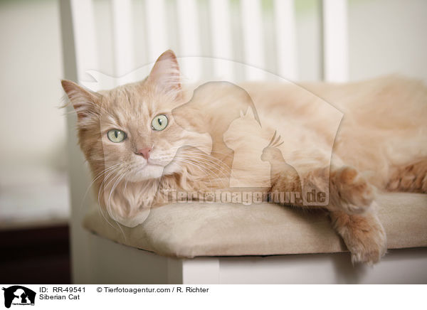 Sibirische Katze / Siberian Cat / RR-49541