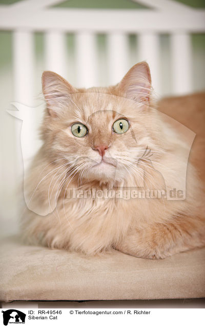 Sibirische Katze / Siberian Cat / RR-49546