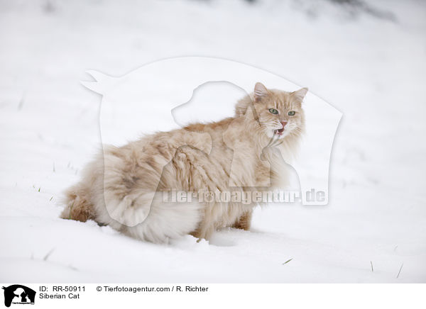 Siberian Cat / RR-50911