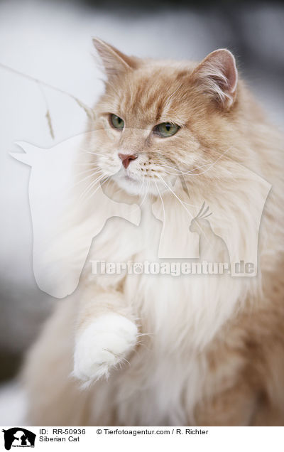 Sibirische Katze / Siberian Cat / RR-50936