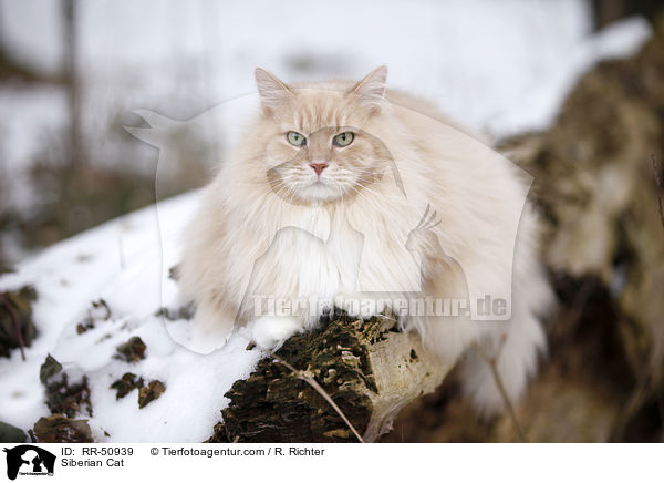 Sibirische Katze / Siberian Cat / RR-50939