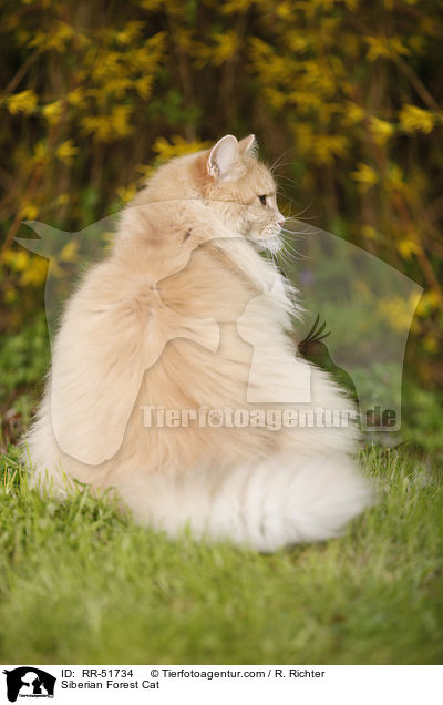 Sibirische Katze / Siberian Forest Cat / RR-51734
