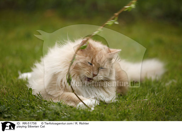 spielende Sibirische Katze / playing Siberian Cat / RR-51756