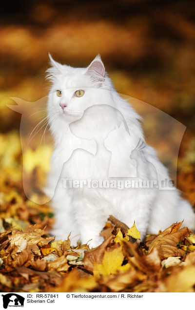 Sibirische Katze / Siberian Cat / RR-57841