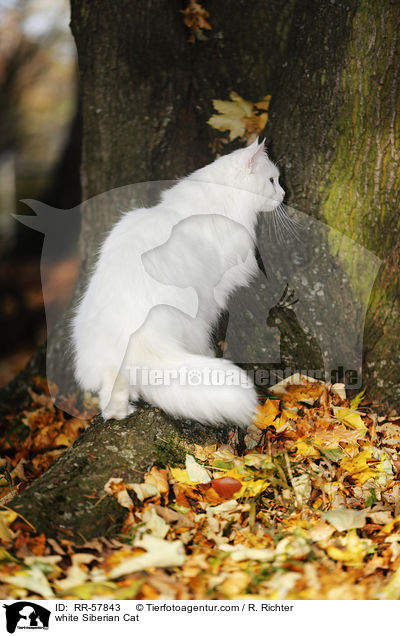weie Sibirische Katze / white Siberian Cat / RR-57843