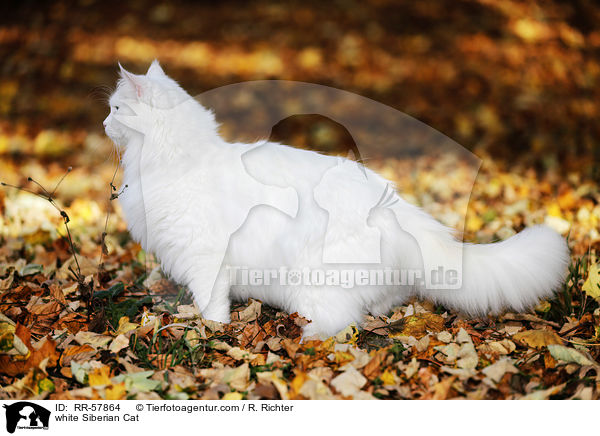weie Sibirische Katze / white Siberian Cat / RR-57864