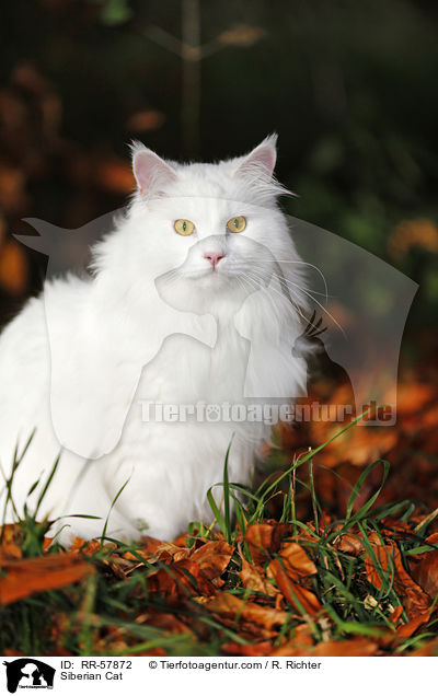 Siberian Cat / RR-57872