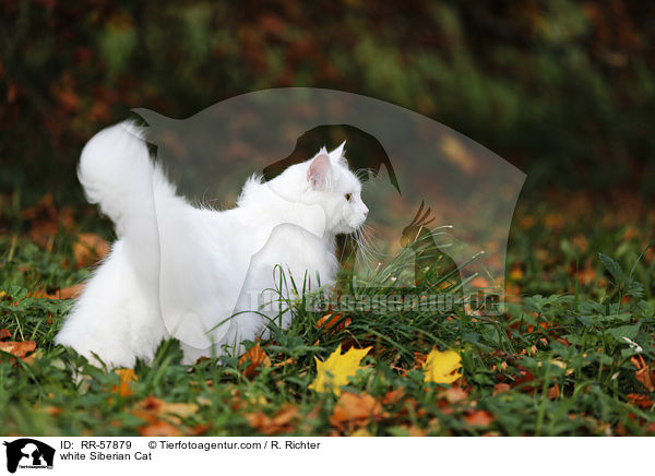 white Siberian Cat / RR-57879