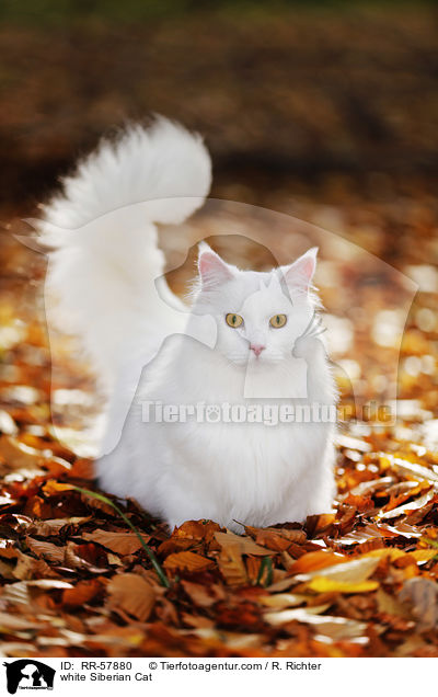 white Siberian Cat / RR-57880