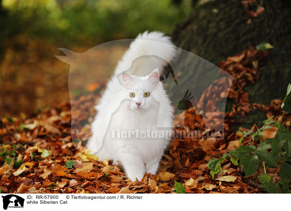 white Siberian Cat / RR-57900