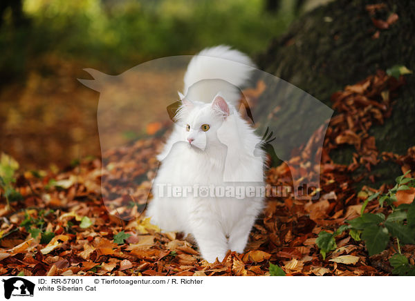 white Siberian Cat / RR-57901