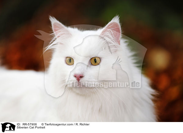Siberian Cat Portrait / RR-57906