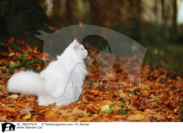 weie Sibirische Katze / white Siberian Cat / RR-57910