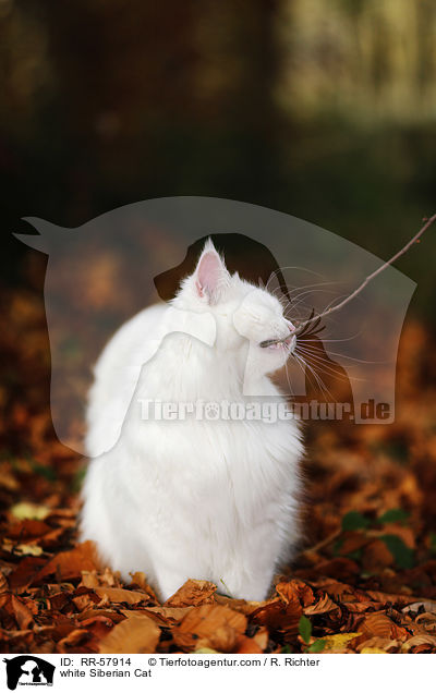 weie Sibirische Katze / white Siberian Cat / RR-57914