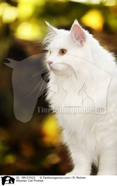 Sibirische Katze Portrait / Siberian Cat Portrait / RR-57923