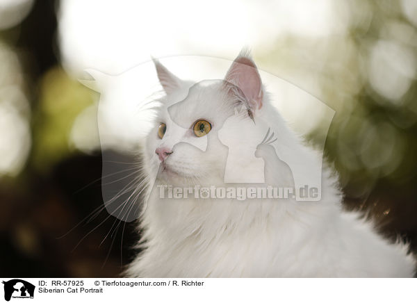Sibirische Katze Portrait / Siberian Cat Portrait / RR-57925