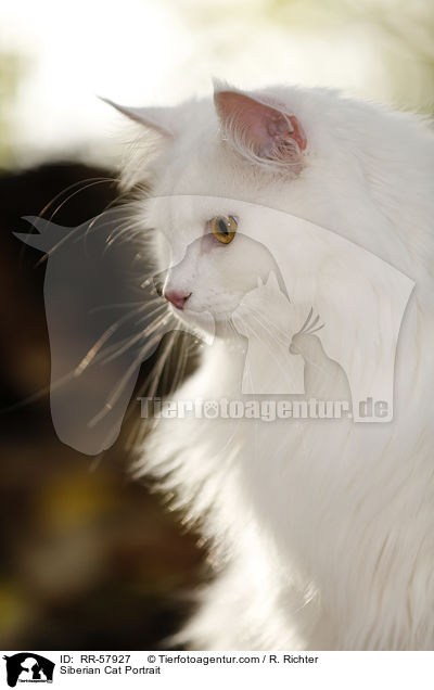 Sibirische Katze Portrait / Siberian Cat Portrait / RR-57927