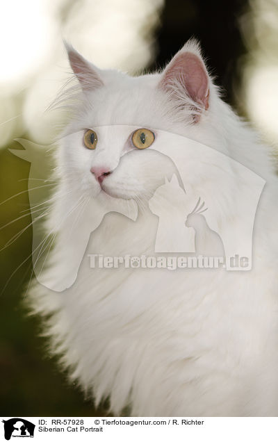 Siberian Cat Portrait / RR-57928