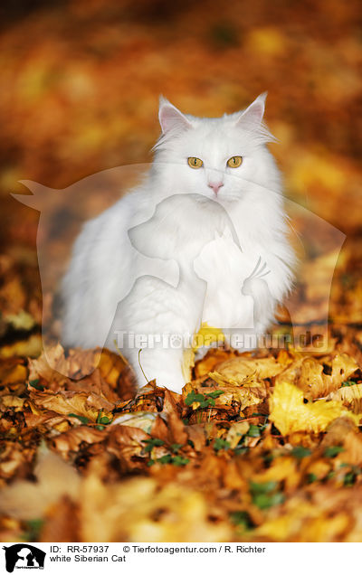 weie Sibirische Katze / white Siberian Cat / RR-57937