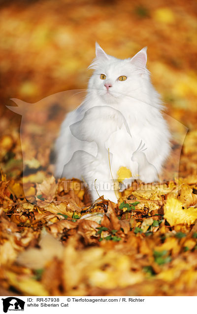 weie Sibirische Katze / white Siberian Cat / RR-57938