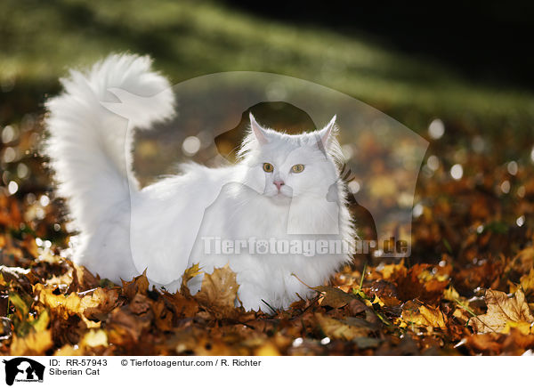Sibirische Katze / Siberian Cat / RR-57943